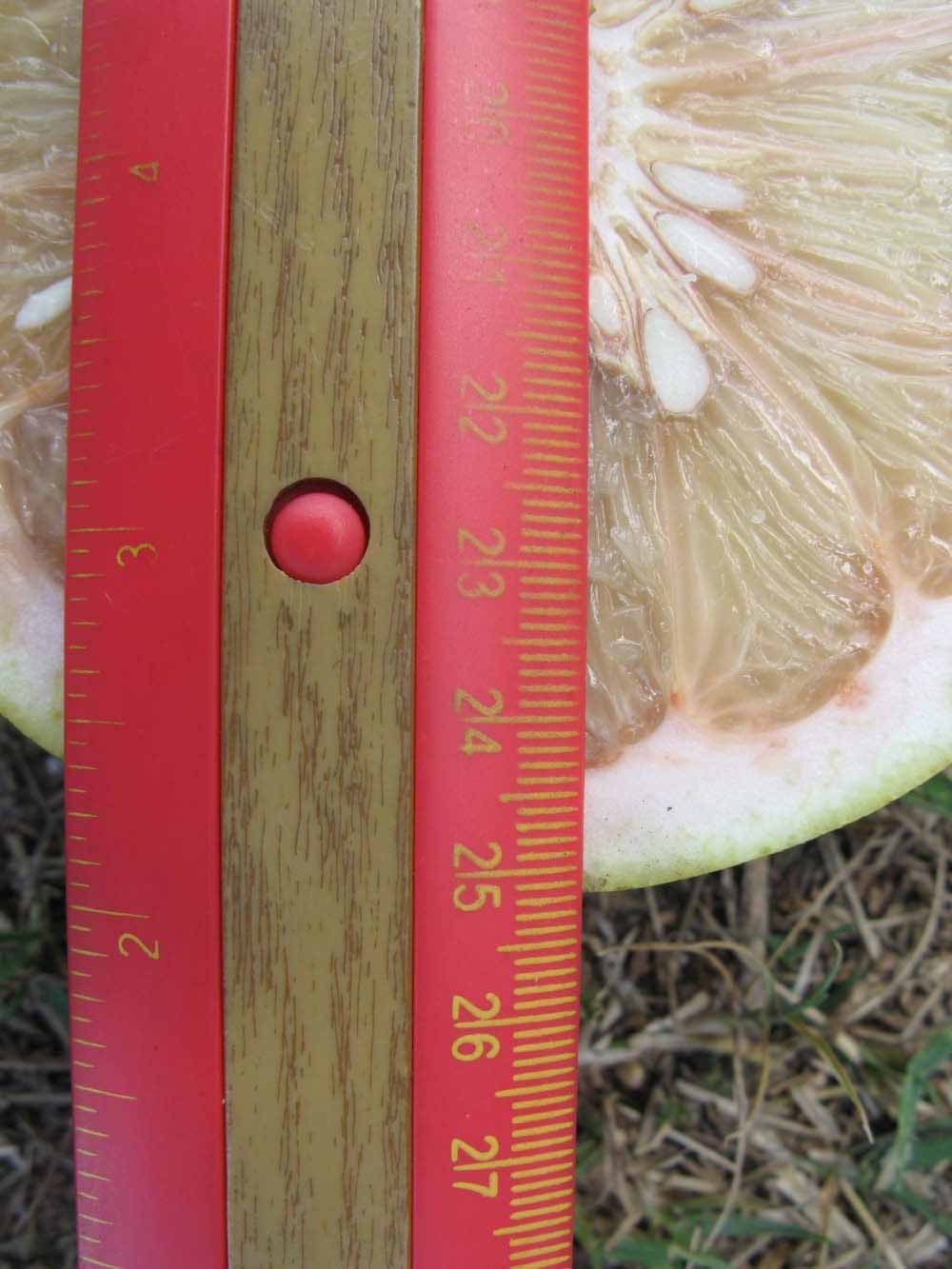              Fruit cross-section (Winter Haven, FL)       